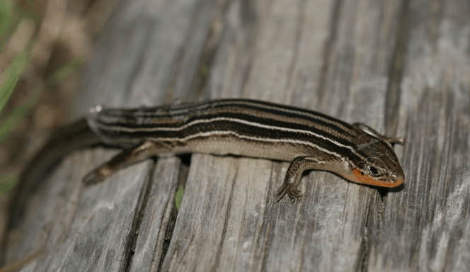 What is a skink? What kind of skinks are in Kansas?