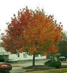 Staying green when the leaves change