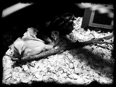 WW ~ It all starts with 3 cute chicks