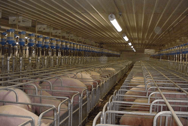 Discuss pigs in gestation crates: are they humane?