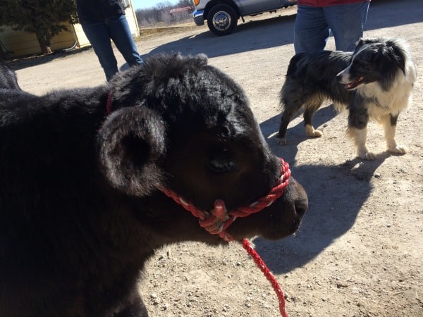 Snowflake calf