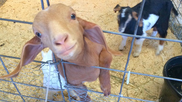 baby goat.jpg
