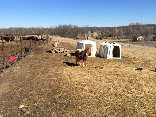 horse and goat