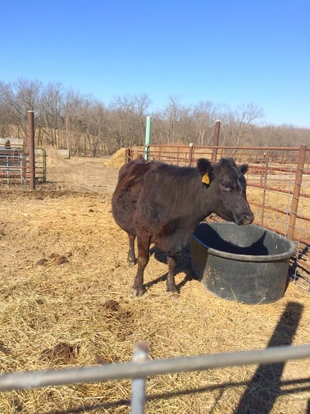 pregnant mama cow