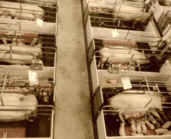 gestation crates