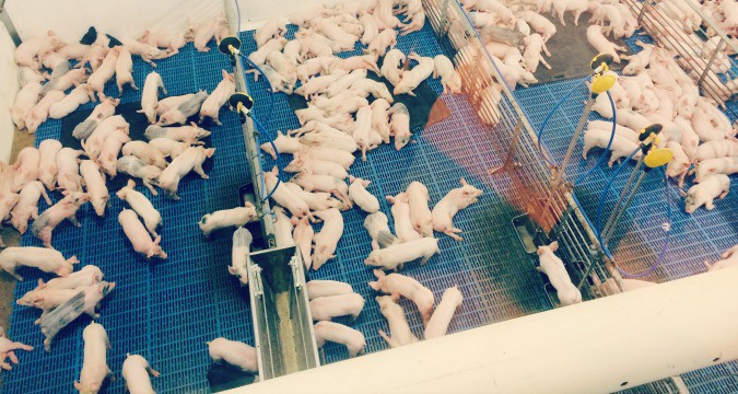piglet play time