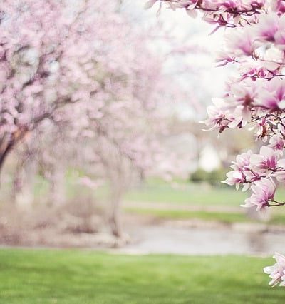 Pink Magnolia Tree Blooming