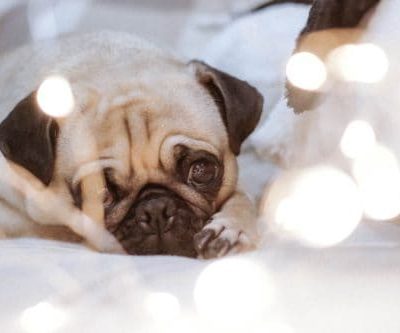 Calm, Lazy & Loyal – 3 Best Dog Breeds For New Moms