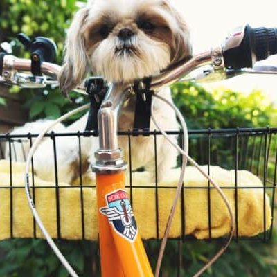 Choose Pet-Sitting for Extra Cash