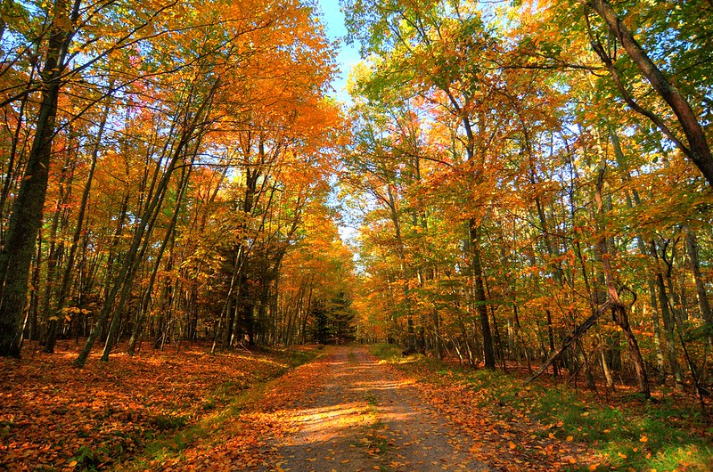 Seneca State Forest in the Fall