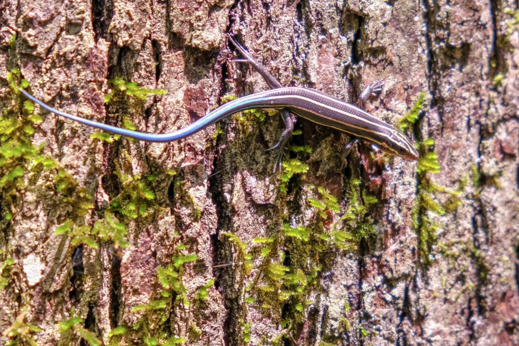 Five-lined skink or also called a blue-tailed skink
