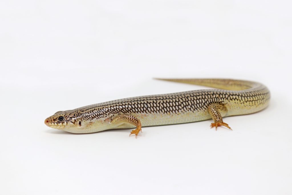 Great Plains Skink