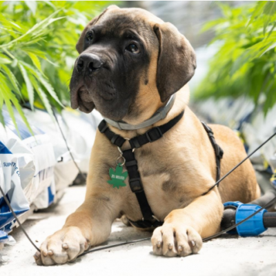 What’s Inside CBD Oil For Pets?