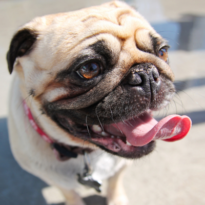 CBD Dog Treats And Other Healthy Food For Your Pet