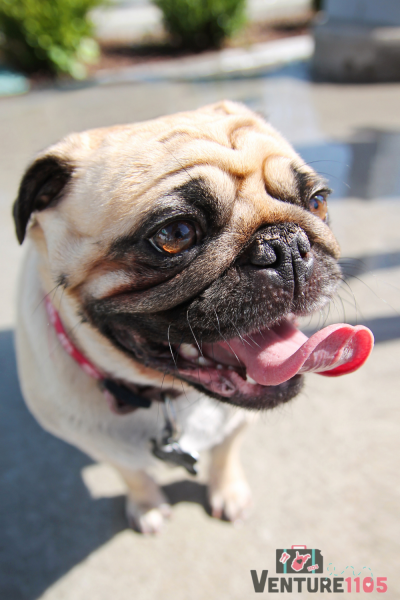 A happy bulldog