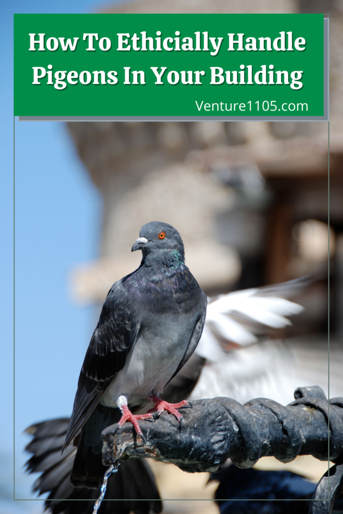 Pigeons At Work? What You Can Do Ethically