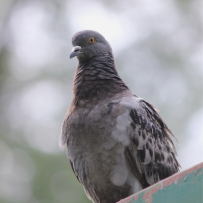 Pigeons At Work? What You Can Do Ethically