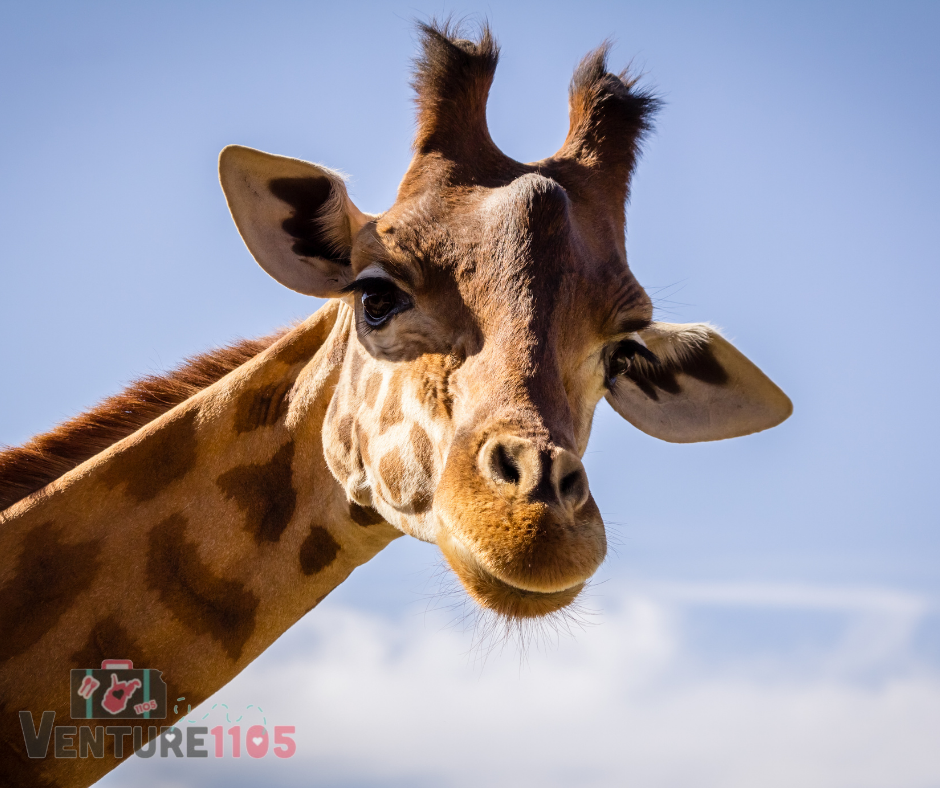 A giraffe at the LA Zoo