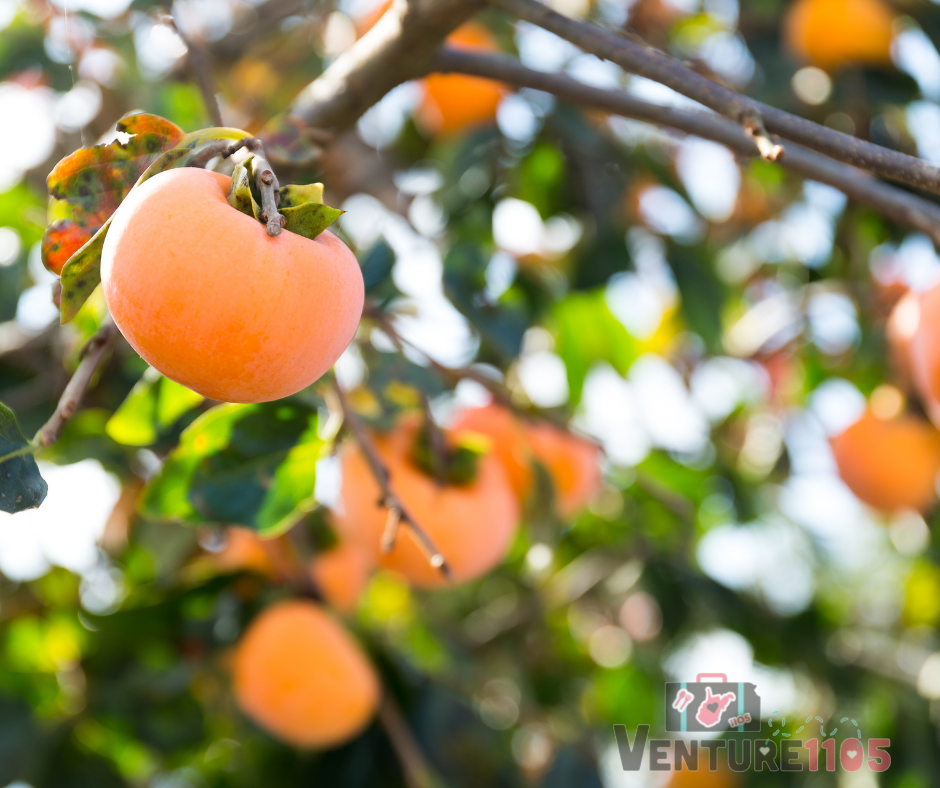 Persimmon Tree