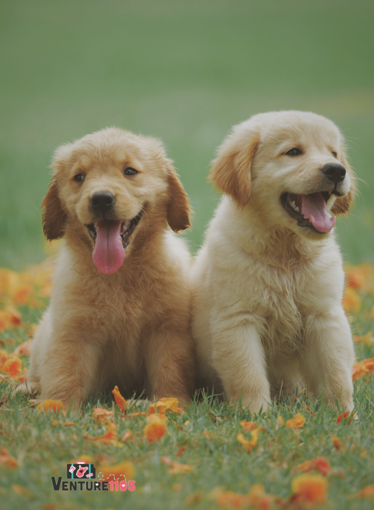 2 golden retriever puppies 