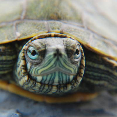 Top 7 Tips for Safely Transporting Your Pet Reptiles by Car