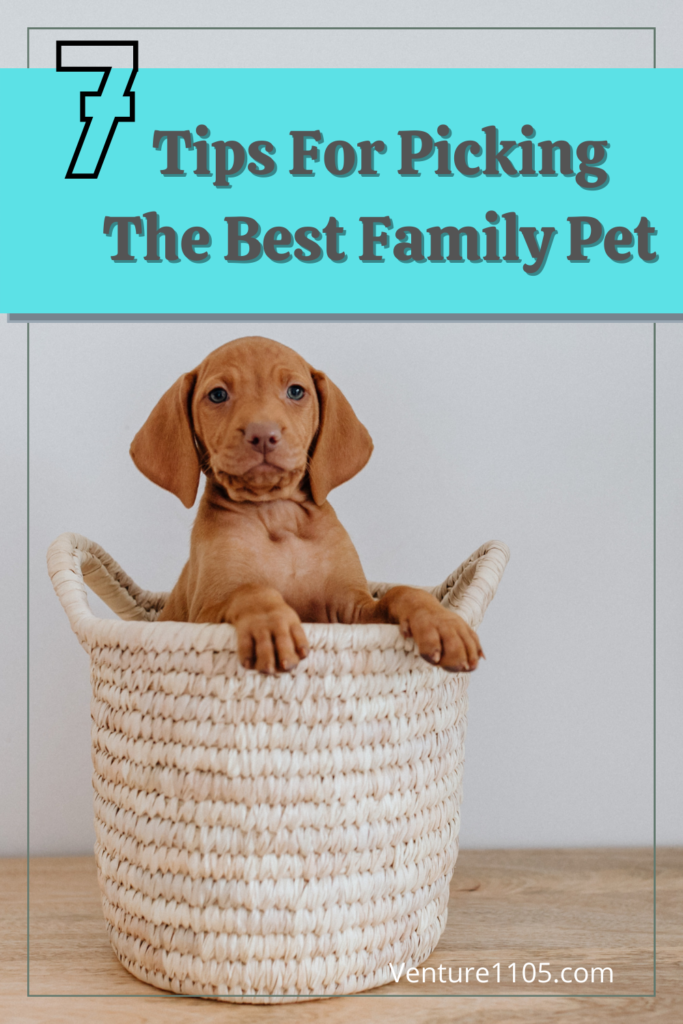 7 tips for picking the best family pet 