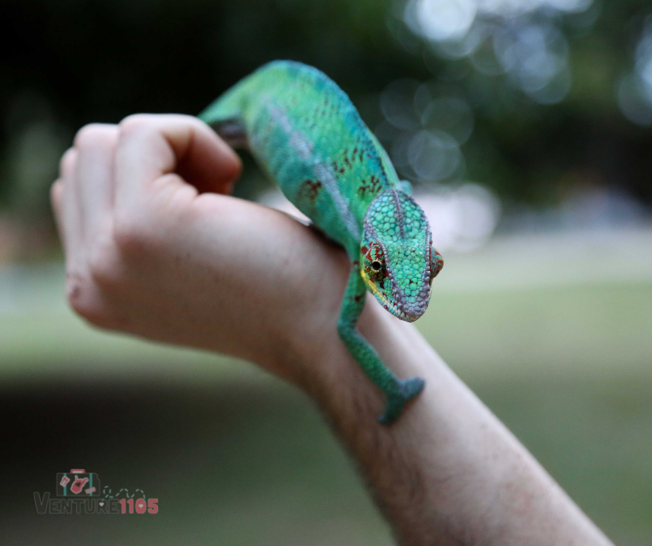 A chameleon on someone's hand 