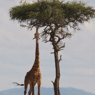 4 Things To Keep In Mind When Making Plans To Travel To Kenya