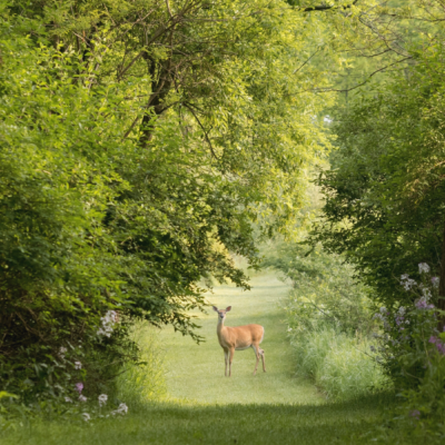 Top 5 States For Deer Hunters