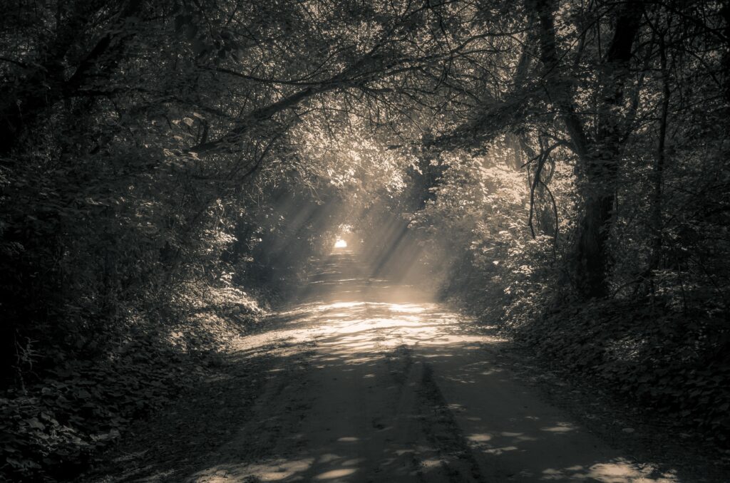Sun shining through trees on a wooded path 