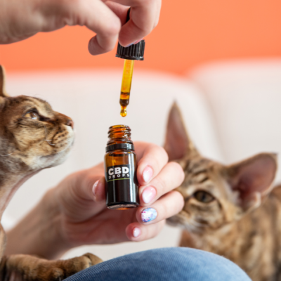 4 Benefits of CBD Oil for Pets