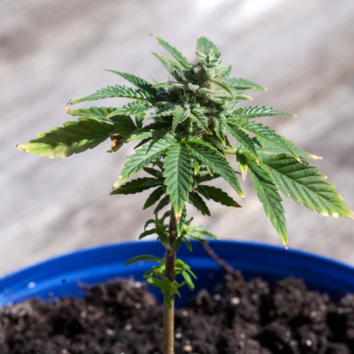 Is Marijuana a Depressant?