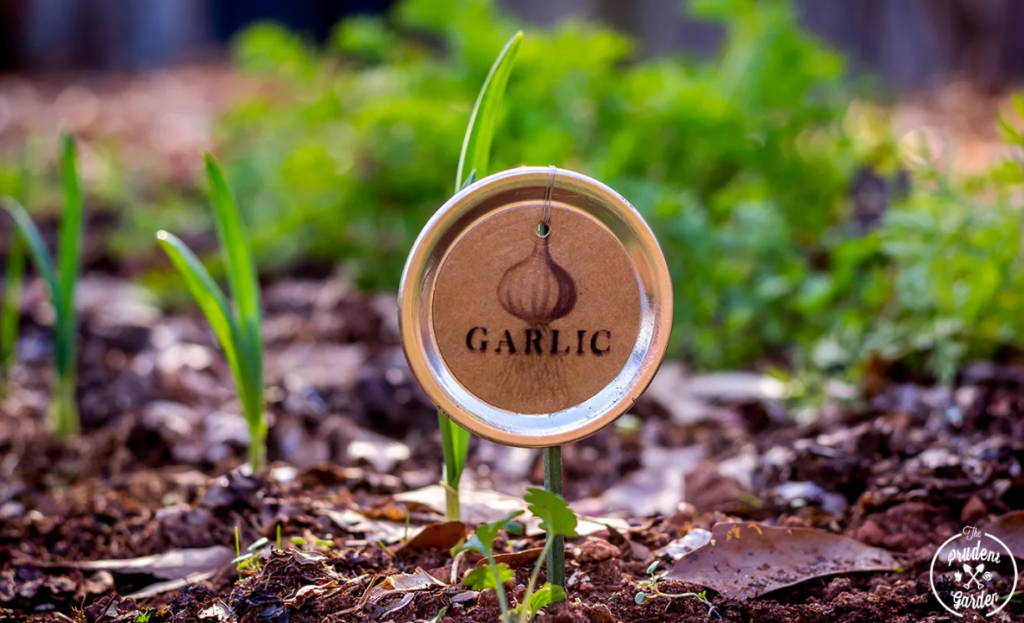 A plant marker that reads "garlic" made out of a canning lid 