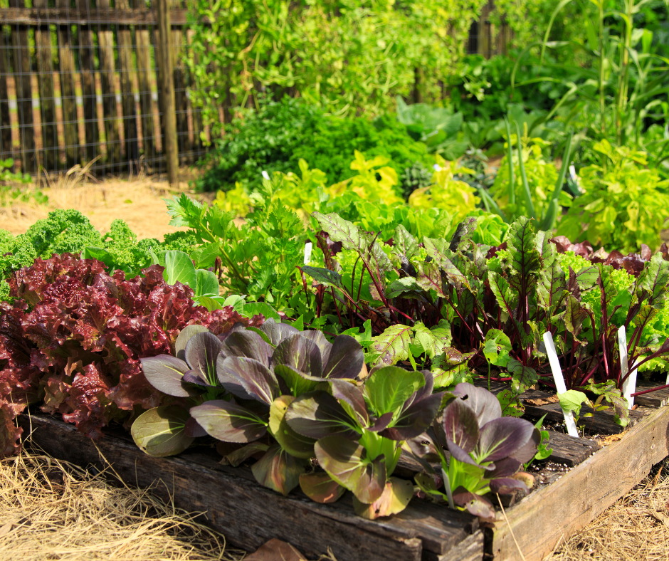 Lettuce and vegetables in a backyard garden