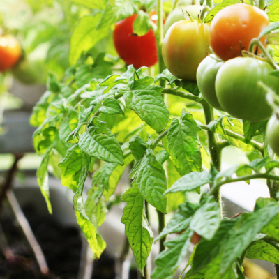 Home Gardening Tips For Beginners + Potting Soil Recipe