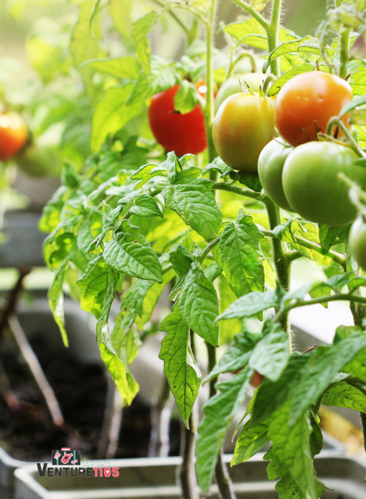 Small tomatoes growing in a home garden