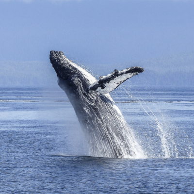Whale Watching in Los Cabos Corridor: An Experience of a Lifetime
