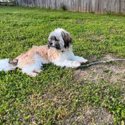 12 Ways to Keep Your Dog Safe