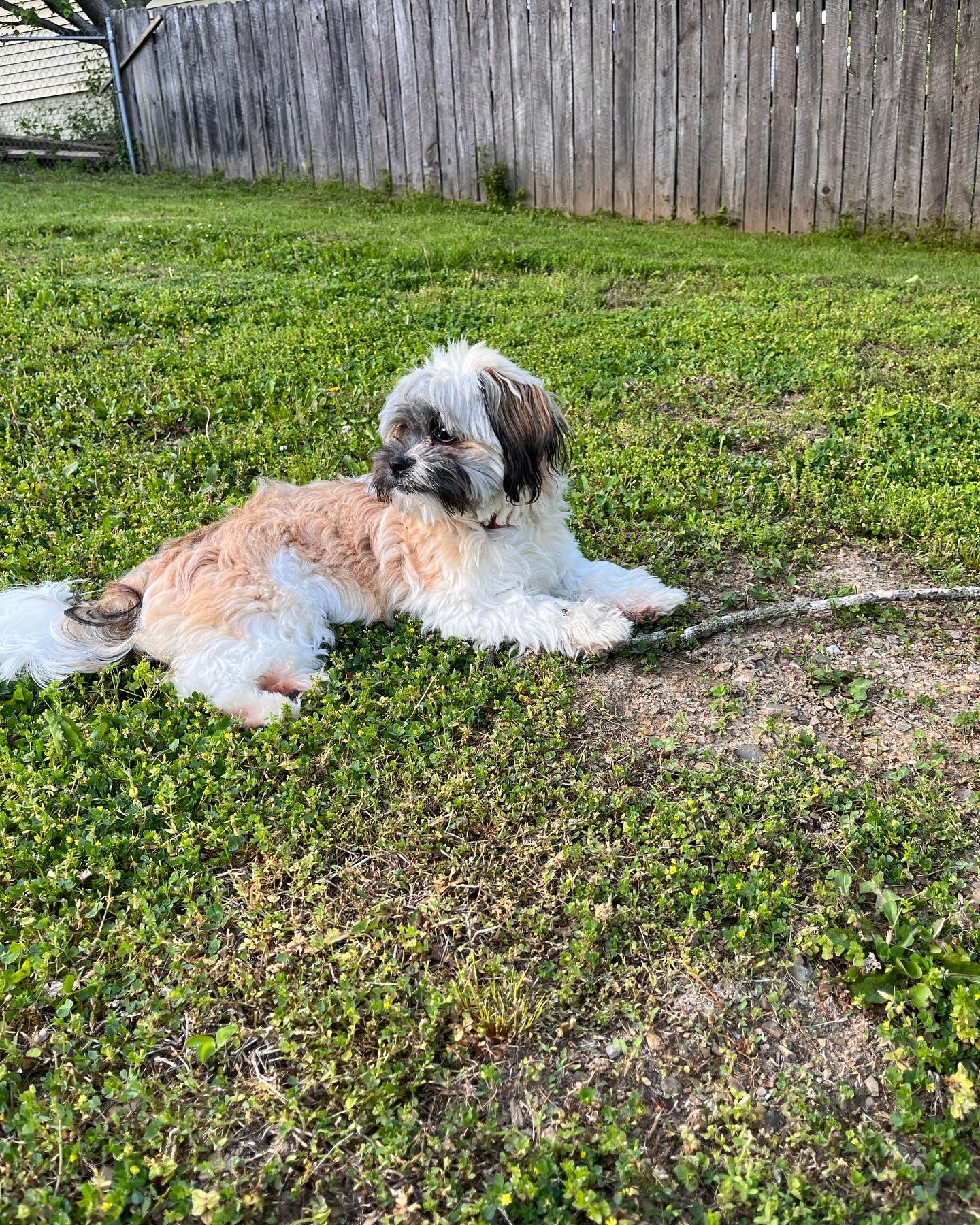 12 Ways to Keep Your Dog Safe - Venture1105