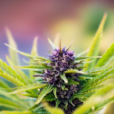 Unlocking The Therapeutic Potential Of THCA Flower