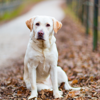 8 Differences Between Labrador Retriever And Golden Retriever