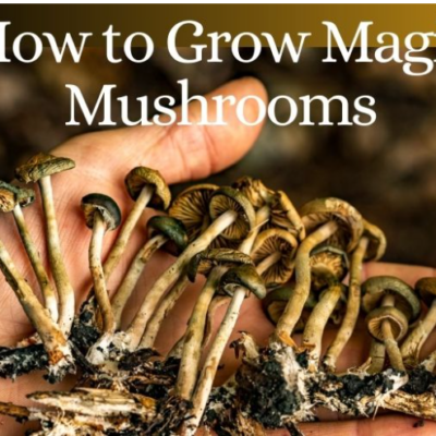 How to Grow Magic Mushrooms