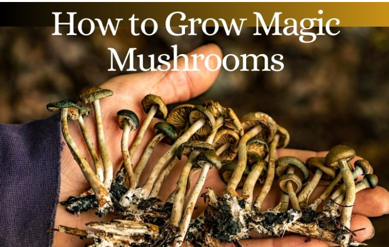 how to grow magic mushrooms