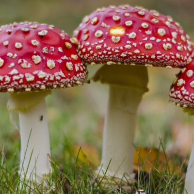 How Long Do Shrooms Stay in Your System?