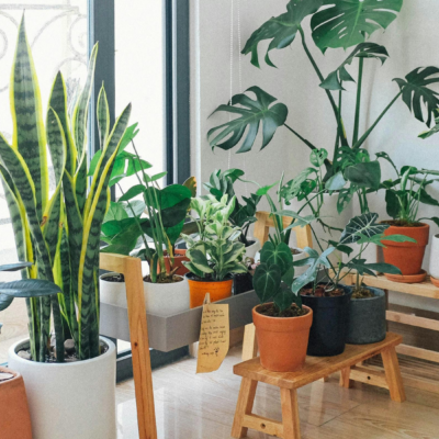Tips For Creating A Beautiful Indoor Garden