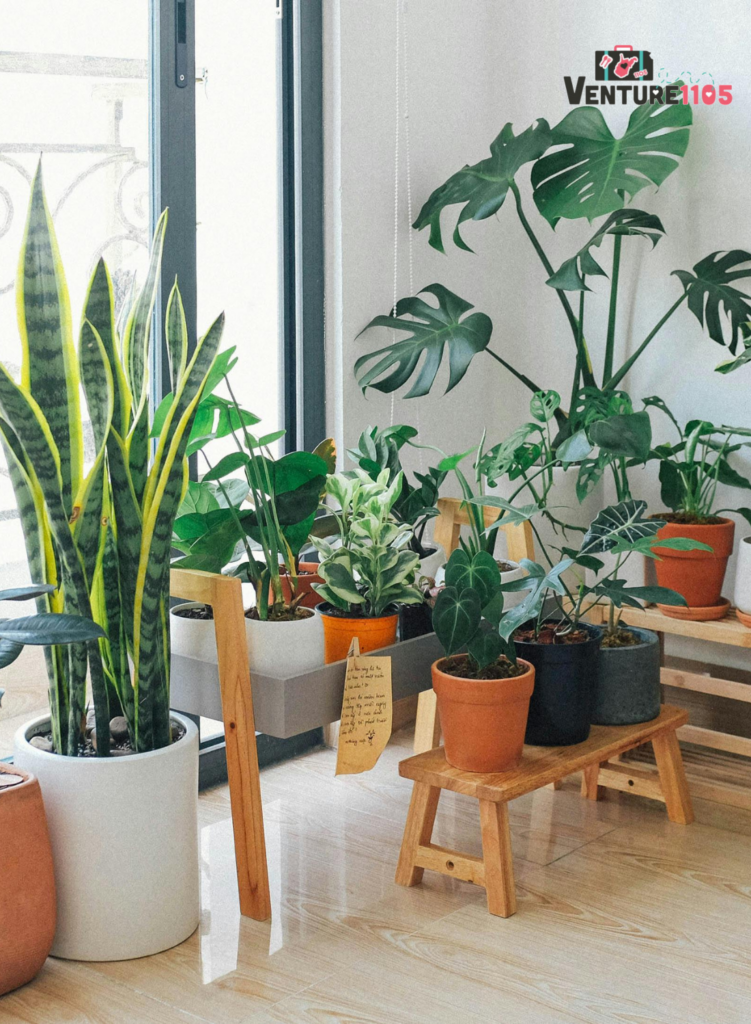 An indoor garden in an apartment 