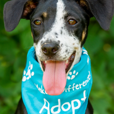 How to Help Your Rescue Dog Settle In