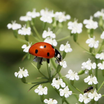 Summer Bugs Are Back – What’s Normal and What’s a Problem